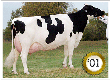 2001 293 Head Grand Champion Female