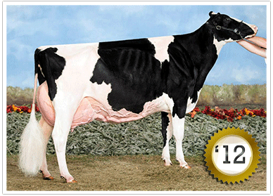 2012 328 Head Grand Champion Female