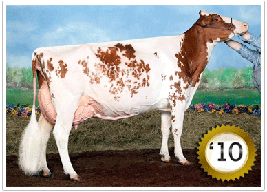 2010 - 74 Head - Grand Champion Female