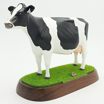 True Type Mature Cow