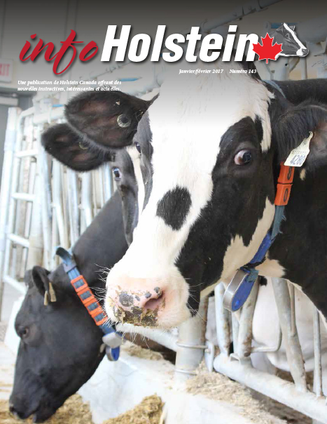 Info Holstein 2017 