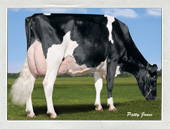 Nominees Named for 2012 Cow of the Year Competition